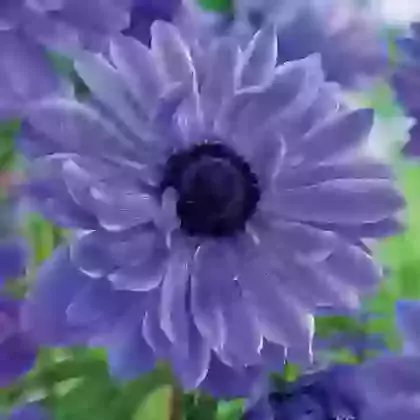 Coronaria Double Lord Lieutenant 